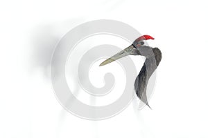 Art view on bird portrait. Red-crowned crane, Grus japonensis, head portrait with white and back plumage, winter scene, Hokkaido,