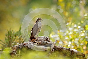 Art view of nature. Beautiful forest with bird. Birds of prey Eurasian Sparrowhawk, Accipiter nisus, sitting on tree stump. Hawk i