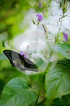 Art view on nature. Butterfly in green vegetation. Female Papilio pilumnus, butterfly in the nature green forest habitat, South of