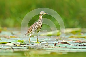 Art view of nature. Heron from march. Heron from Asia. Indian Pond Heron, Ardeola grayii grayii, in the nature swamp habitat, Sri