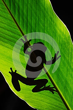 Art view of nature. Morelet`s Tree Frog, Agalychnis moreletii, in the nature habitat, night image. Frog with big green leave, back