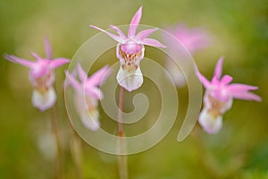Art view on nature, orchid in the forest. Calypso bulbosa, beautiful pink orchid, Finland. Flowering European terrestrial wild orc