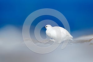 Art view of nature. Rock Ptarmigan, Lagopus mutus, white bird sitting on the snow, Norway. Cold winter in north of Europe. Wildlif