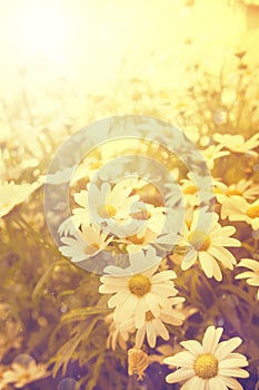 Art vintage flovers background