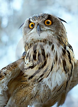 Art Wild owl  looking at camera