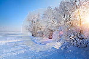 Art winter Landscape with Frozen lake and snowy trees