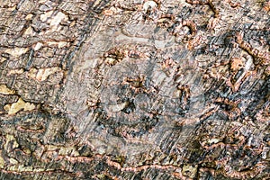 Wood texture background