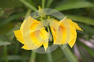 Art yellow cascabela thevetia flower