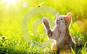 Art Young cat / kitten hunting a butterfly with Back Lit