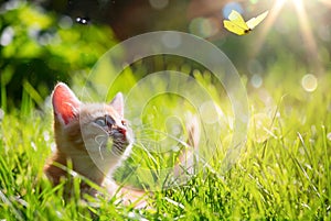 Art Young cat / kitten hunting a ladybug with Back Lit