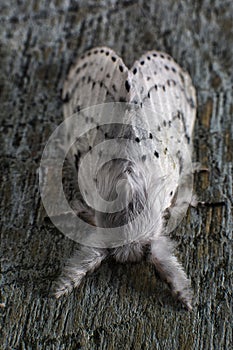 Artace cribraria dot-lined white moth