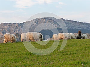 Artalde, Bizkaia, Spain.