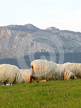 Artalde, Bizkaia, Spain.