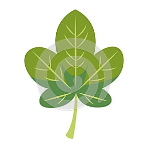 2D Illustration of Lanceolate Leaf in Bright Green Color