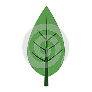 2D Illustration of Acicular Leaf in Pale Green Flat Vector