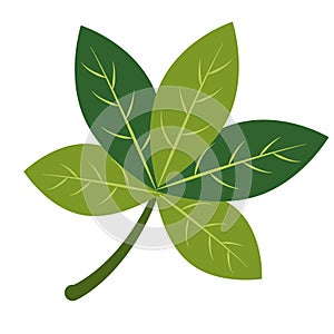 2D Illustration of Five-Lobed Palmate Leaf