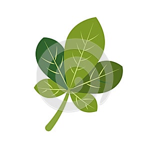 2D Illustration of Three-Lobed Green Leaf