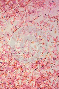 Artemia plankton