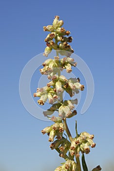 Artemisa vulgaris, Allergens Plants photo
