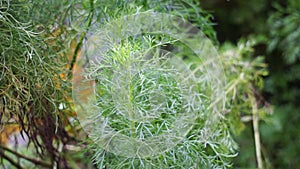 Artemisia abrotanum southernwood, lad`s love, southern wormwood, sunflower, old man on the tree. Aerial parts of Artemisia abrot