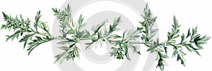 Artemisia Absinthium Botanical Illustration, Wormwood, Mugwort, Sagebrush Medicinal Plant