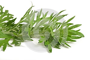 Artemisia absinthium photo