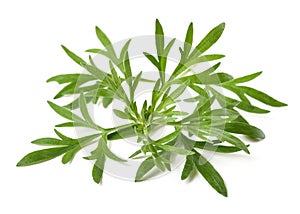 Artemisia absinthium branch