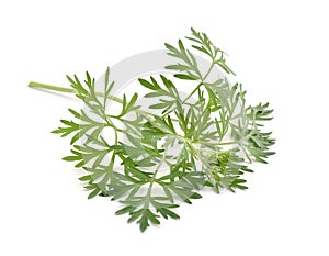 Artemisia absinthium isolated on white background photo