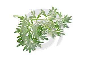 Artemisia absinthium isolated on white background. photo