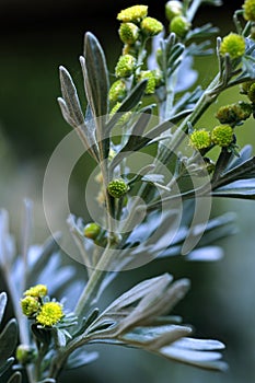A close up view of the wormwood herb plant photo