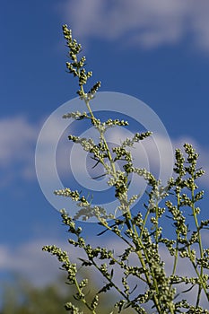 Artemisia absinthium is a perennial plant of the aster family. Medicinal, food, phytoncide, essential oil, dye, tannin-bearing and