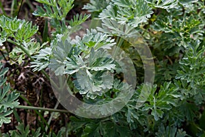 Artemisia absinthium is a perennial plant of the aster family. Medicinal, food, phytoncide, essential oil, dye, tannin-bearing and