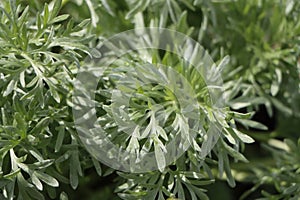 Artemisia absinthium photo