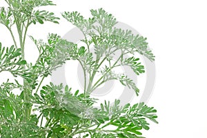 Artemisia absinthium (wormwood) photo