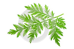 Artemisia annua branch