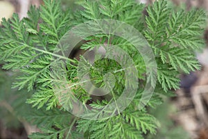 Artemisia annua plant close up