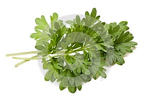 Artemisia arborescens