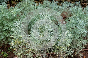 Artemisia arborescens, the tree wormwood plant