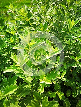 Artemisia argyiH. LÃ©v.&Vaniot