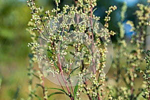 Artemisia campestris, field wormwood flowers closeup selective focus