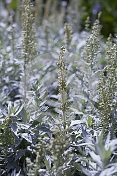 Artemisia ludoviciana Silver Queen is a flowering plant with silver leaves photo