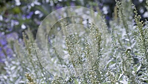 Artemisia ludoviciana Silver Queen is a flowering plant with silver leaves photo