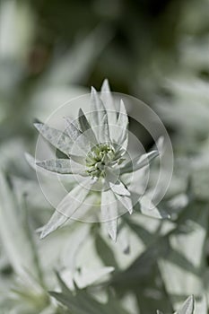 Artemisia ludoviciana Silver Queen is a flowering plant with silver leaves photo