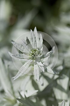 Artemisia ludoviciana Silver Queen is a flowering plant with silver leaves