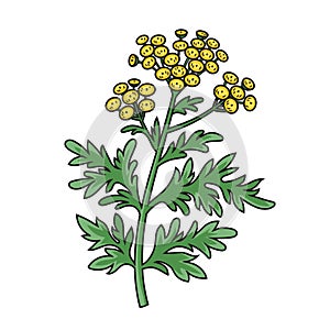 Artemisia medicinal plant