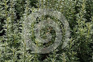 Artemisia - mugwort, wormwood, and sagebrush belonging to the da