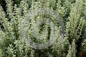 Artemisia - mugwort, wormwood, and sagebrush belonging to the da