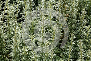 Artemisia - mugwort, wormwood, and sagebrush belonging to the da