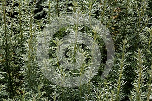 Artemisia - mugwort, wormwood, and sagebrush belonging to the da