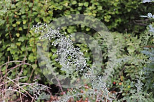 Artemisia pontica, the Roman wormwood or small absinthe in a garden, is an herb used to produce absinthe and vermouth